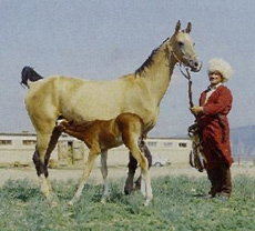 Akhal teke ló
